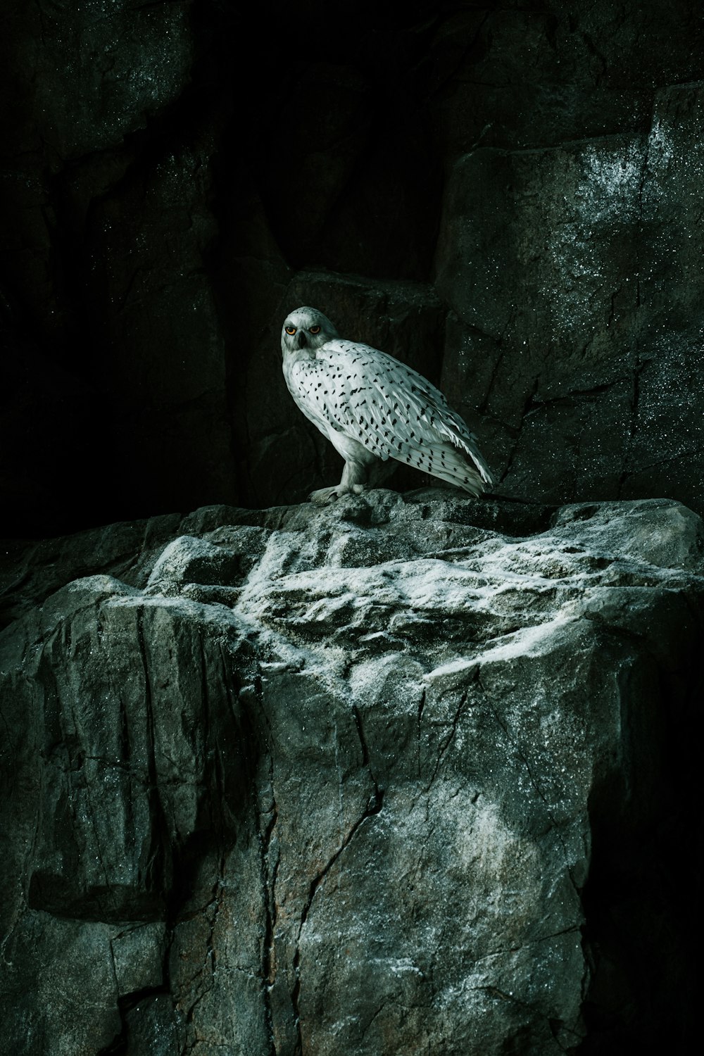 a white owl sitting on top of a rock