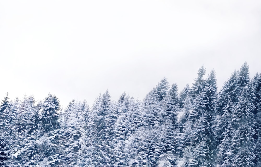 eine Gruppe von Kiefern, die mit Schnee bedeckt sind