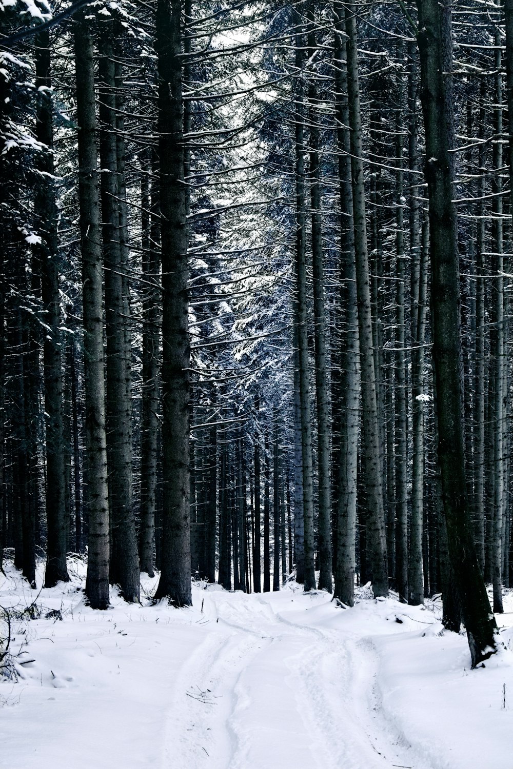 um caminho através de uma floresta nevada com muitas árvores