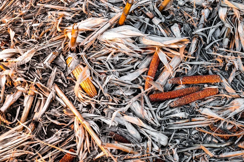 a pile of dead corn on the ground