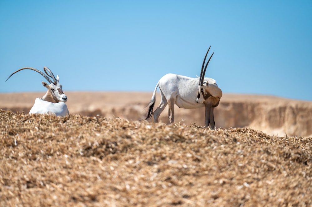 a couple of animals that are standing in the dirt