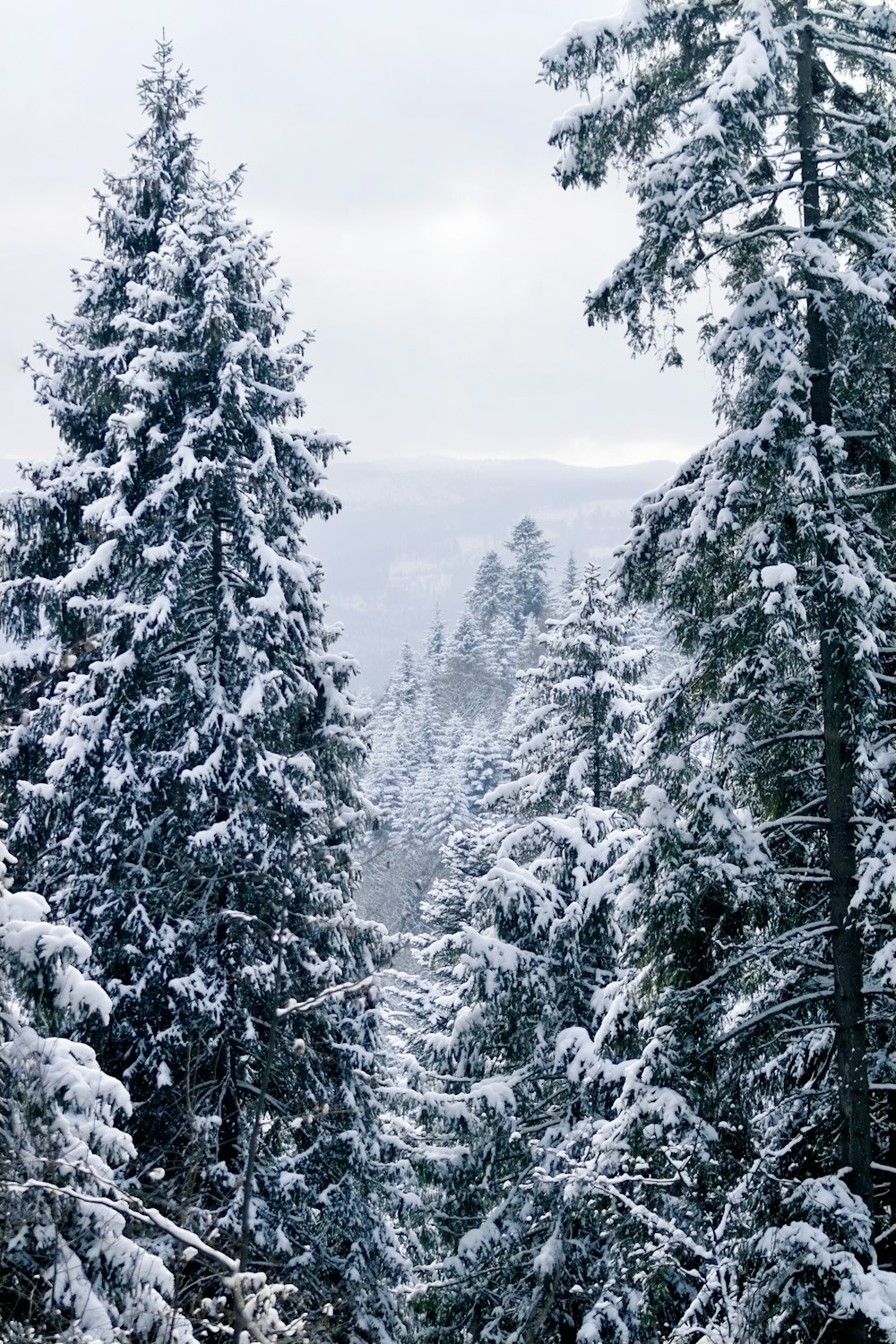 ein schneebedeckter Wald mit vielen Bäumen