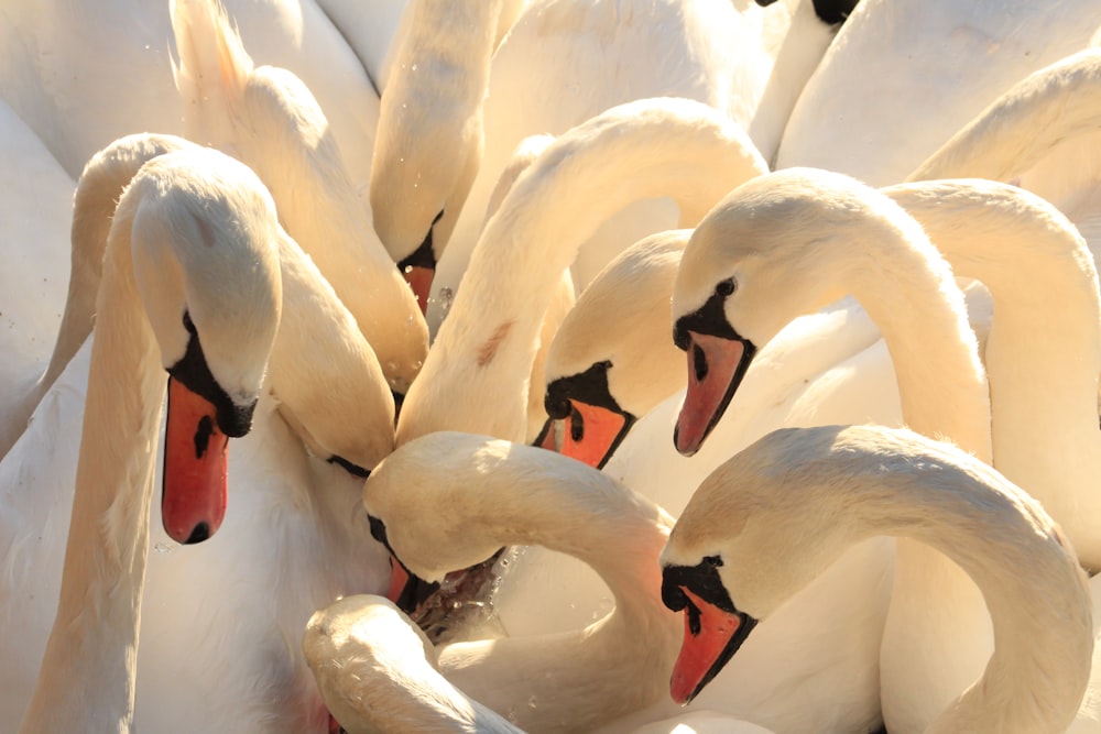 a group of white swans sitting next to each other