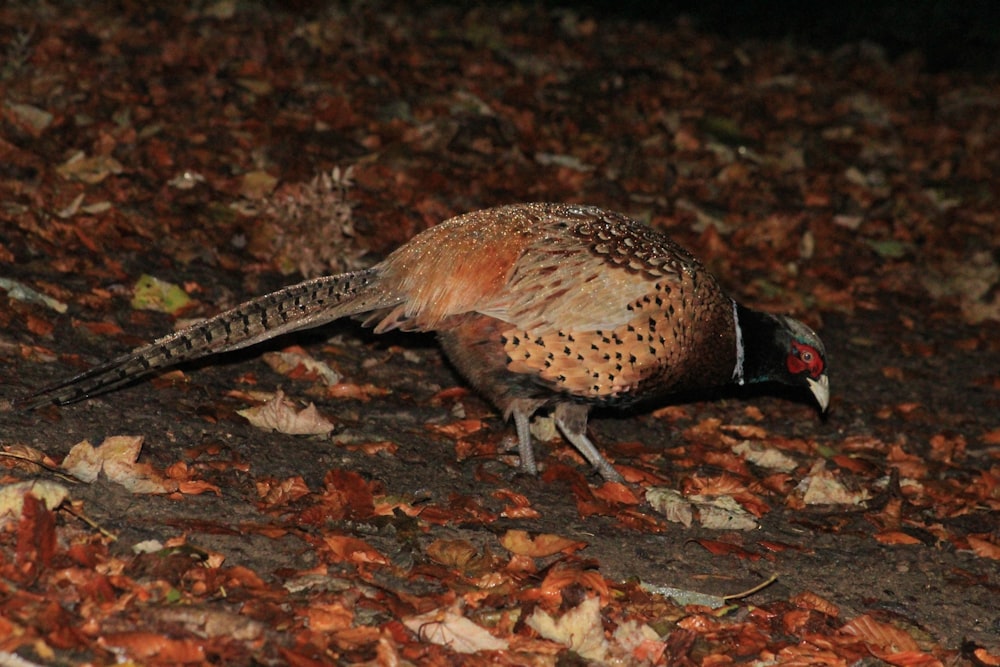 a pheasant standing on the ground in the leaves