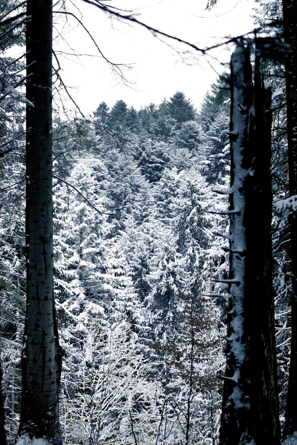 a forest filled with lots of trees covered in snow