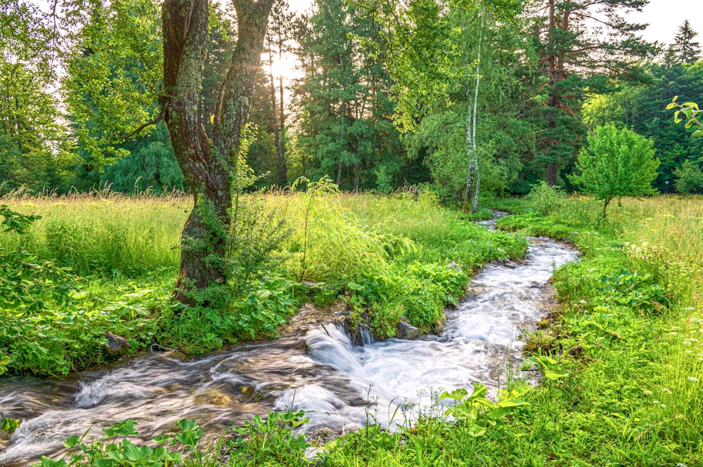 a stream running through a lush green forest