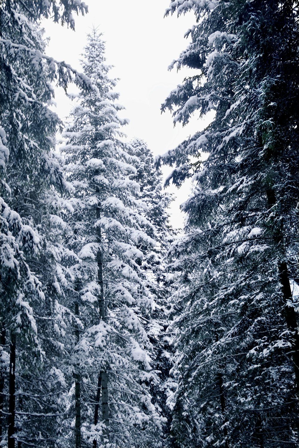 ein schneebedeckter Wald mit vielen Bäumen