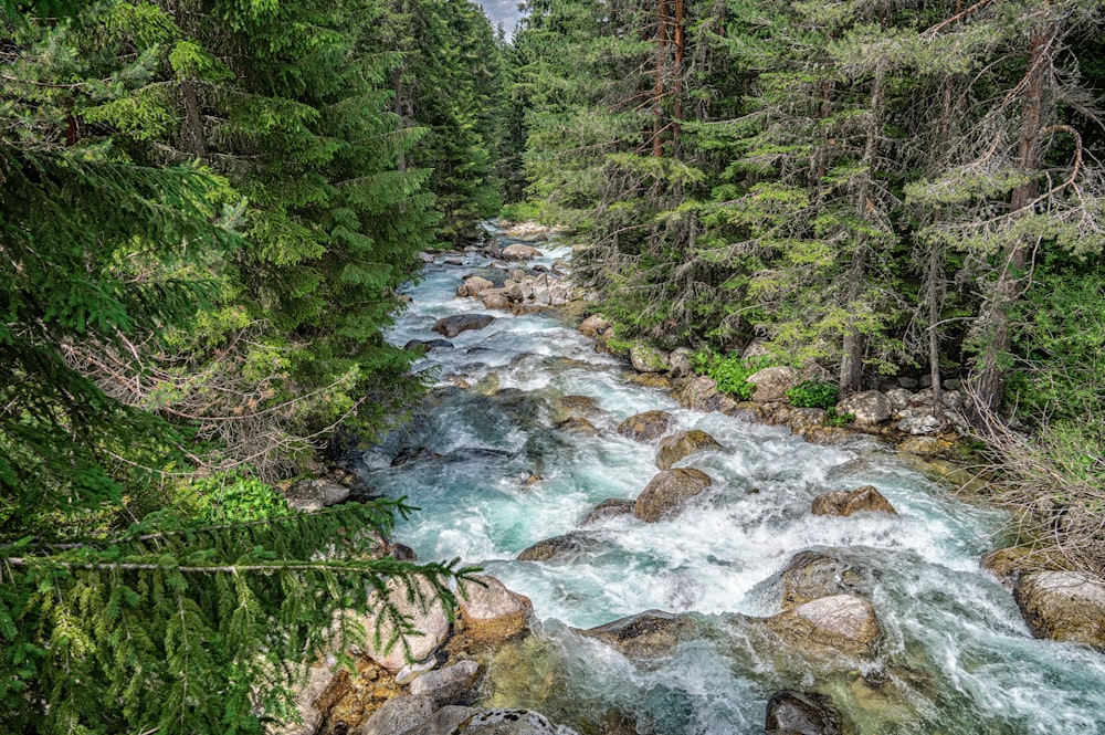 a river running through a lush green forest