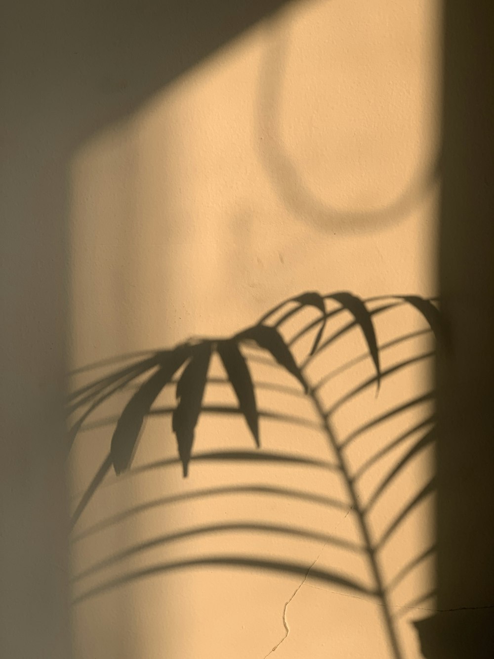 a plant casts a shadow on a wall