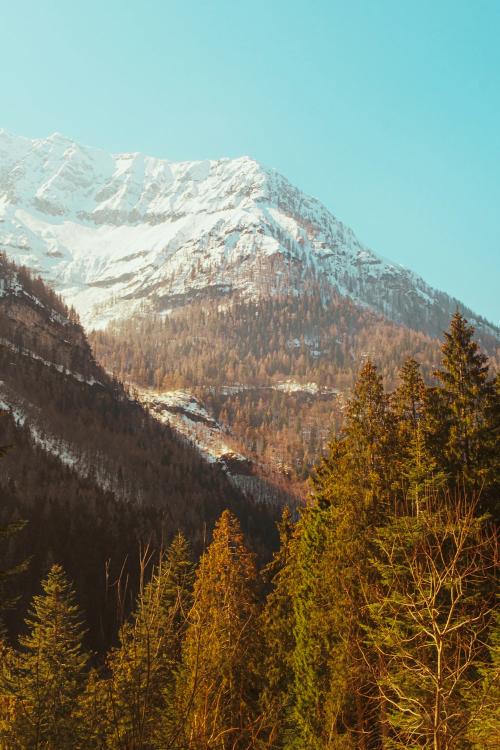 ein schneebedeckter Berg mit Bäumen im Vordergrund