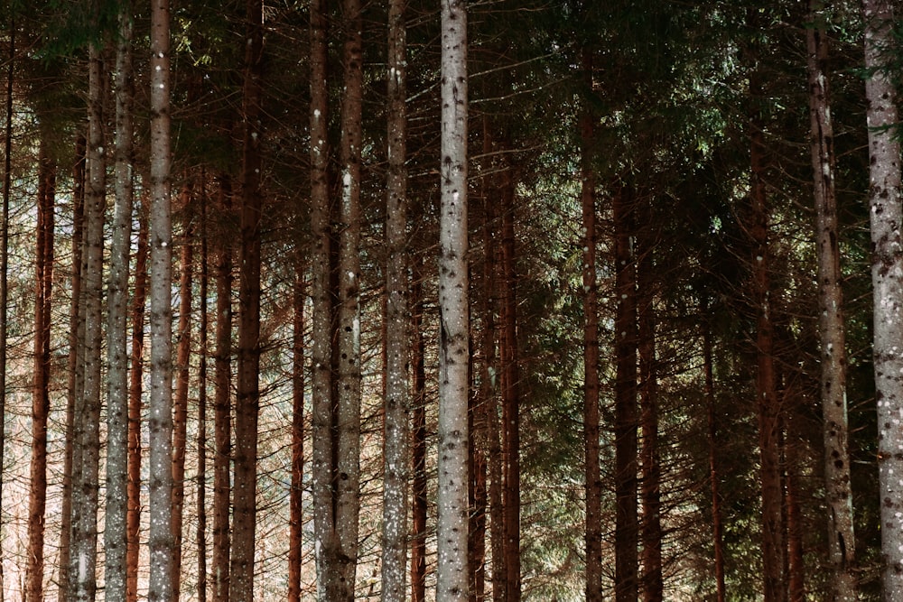 a forest filled with lots of tall trees