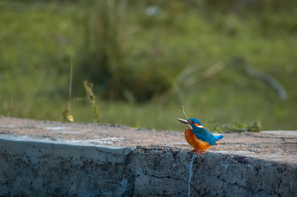a small colorful bird standing on a ledge