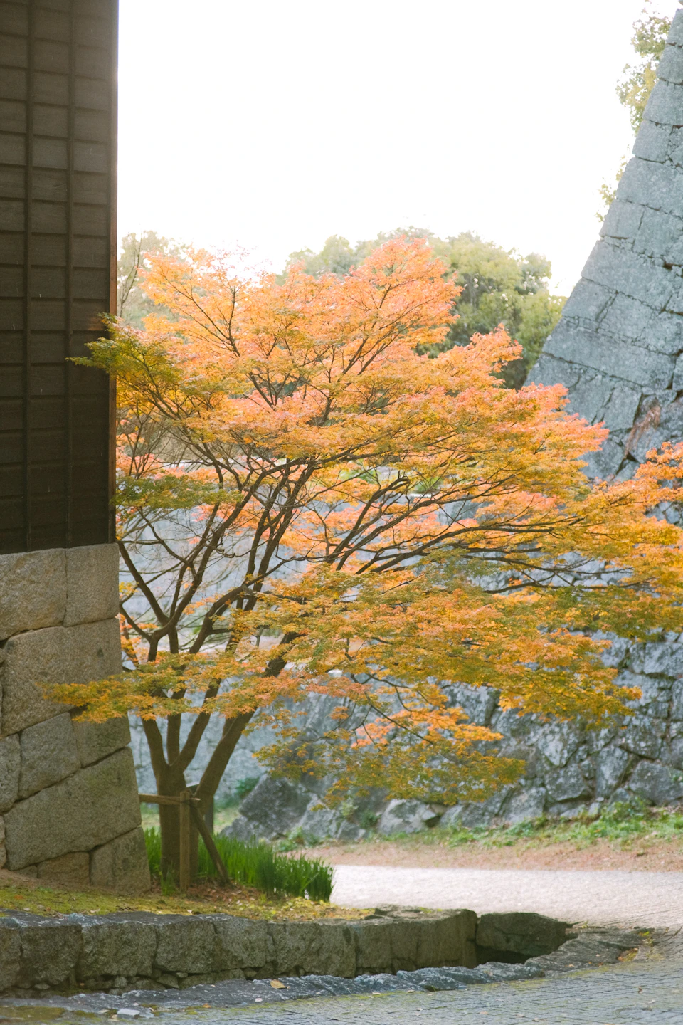 The image depicts a serene autumn scene with a tree on the left side, its branches adorned with vibrant orange leaves that contrast beautifully against the clear blue sky. The tree is situated next to a stone wall and a small path leading towards it. On the right side of the photo, there's another tree with yellow leaves, adding to the overall autumnal atmosphere. In the background, a building can be seen, providing depth to the scene.