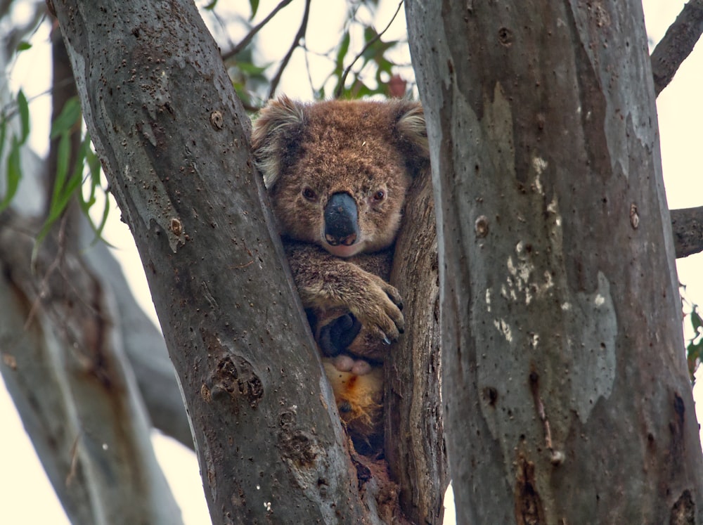 Un oso koala está sentado en un árbol