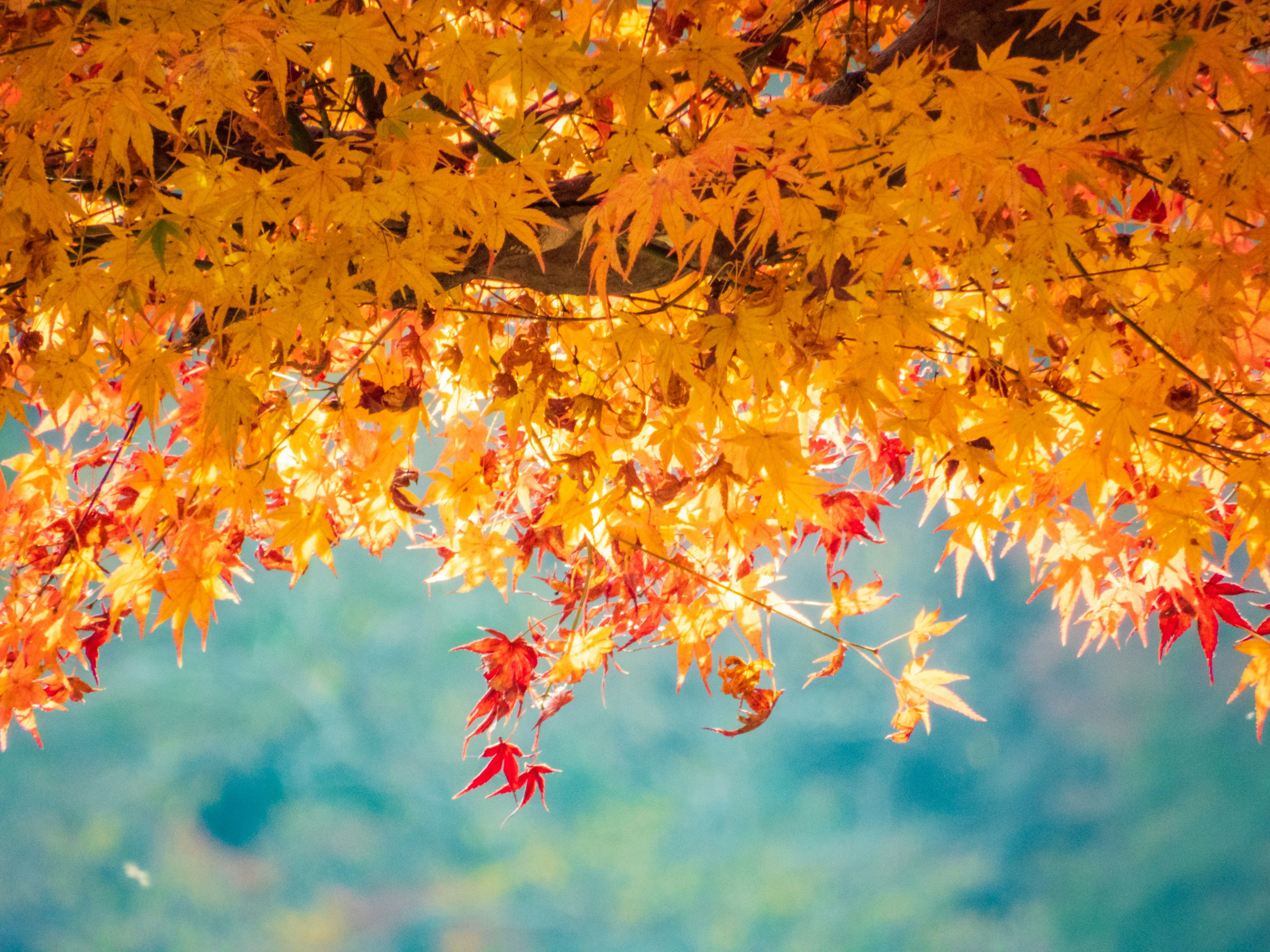 Photo by heppoko_yama