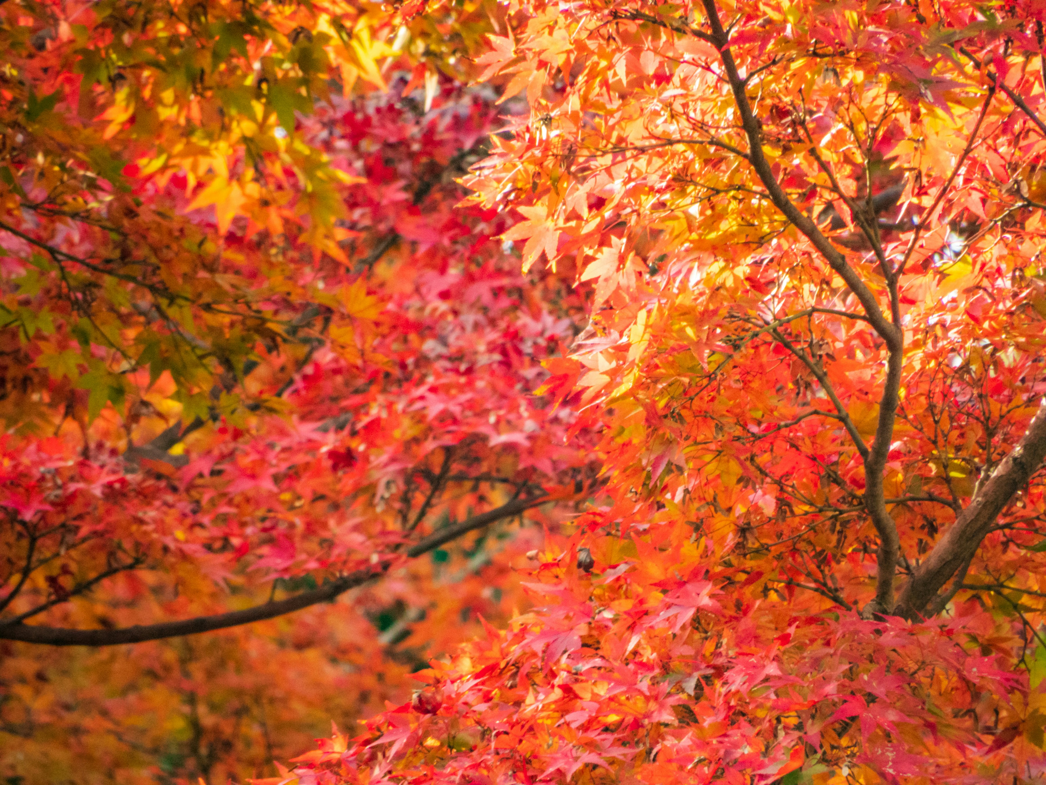 Photo by heppoko_yama