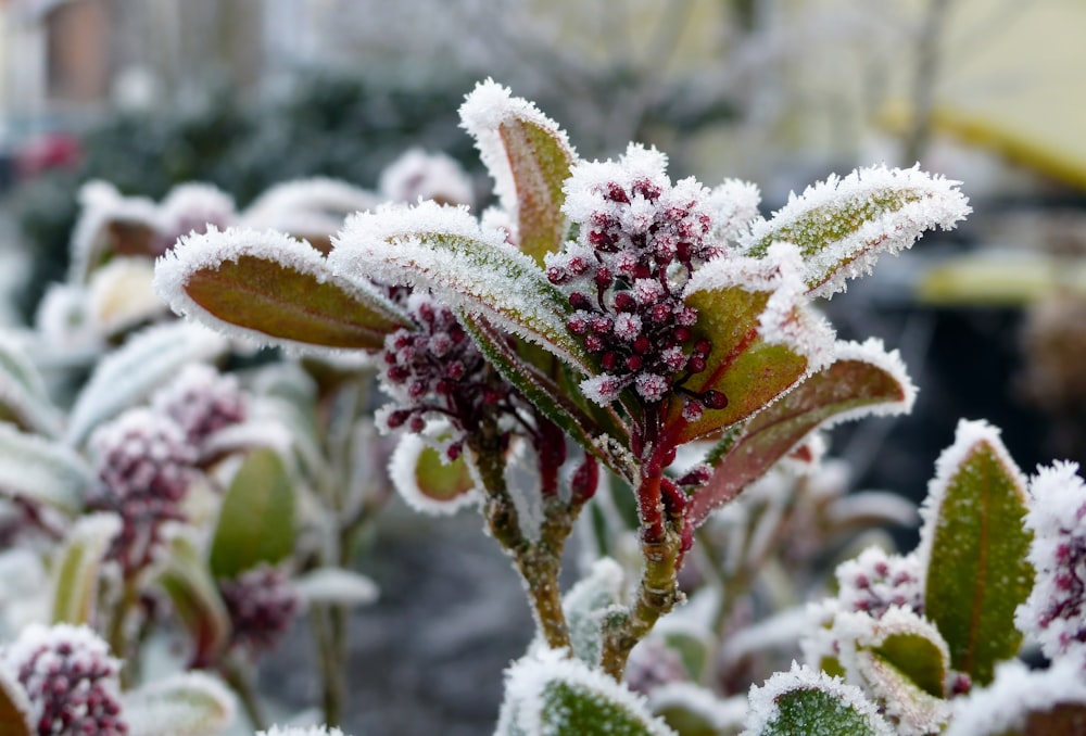 a close up of a plant with snow on it