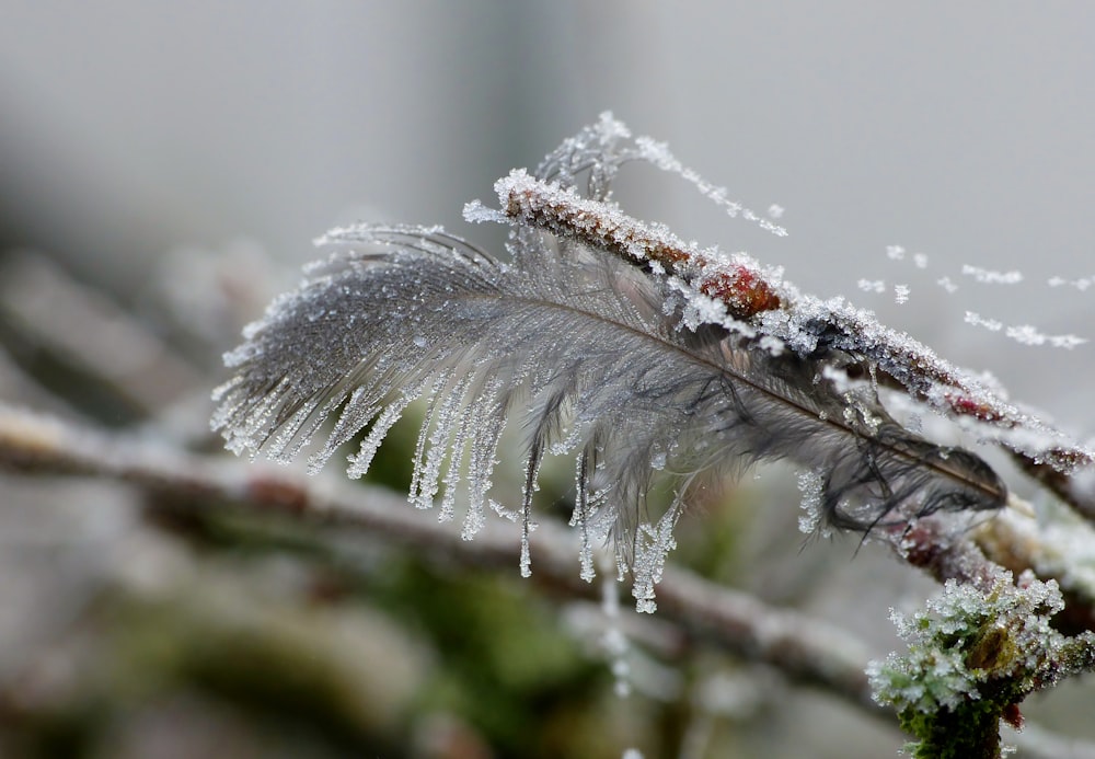 a close up of a bird's feather on a branch covered in ice