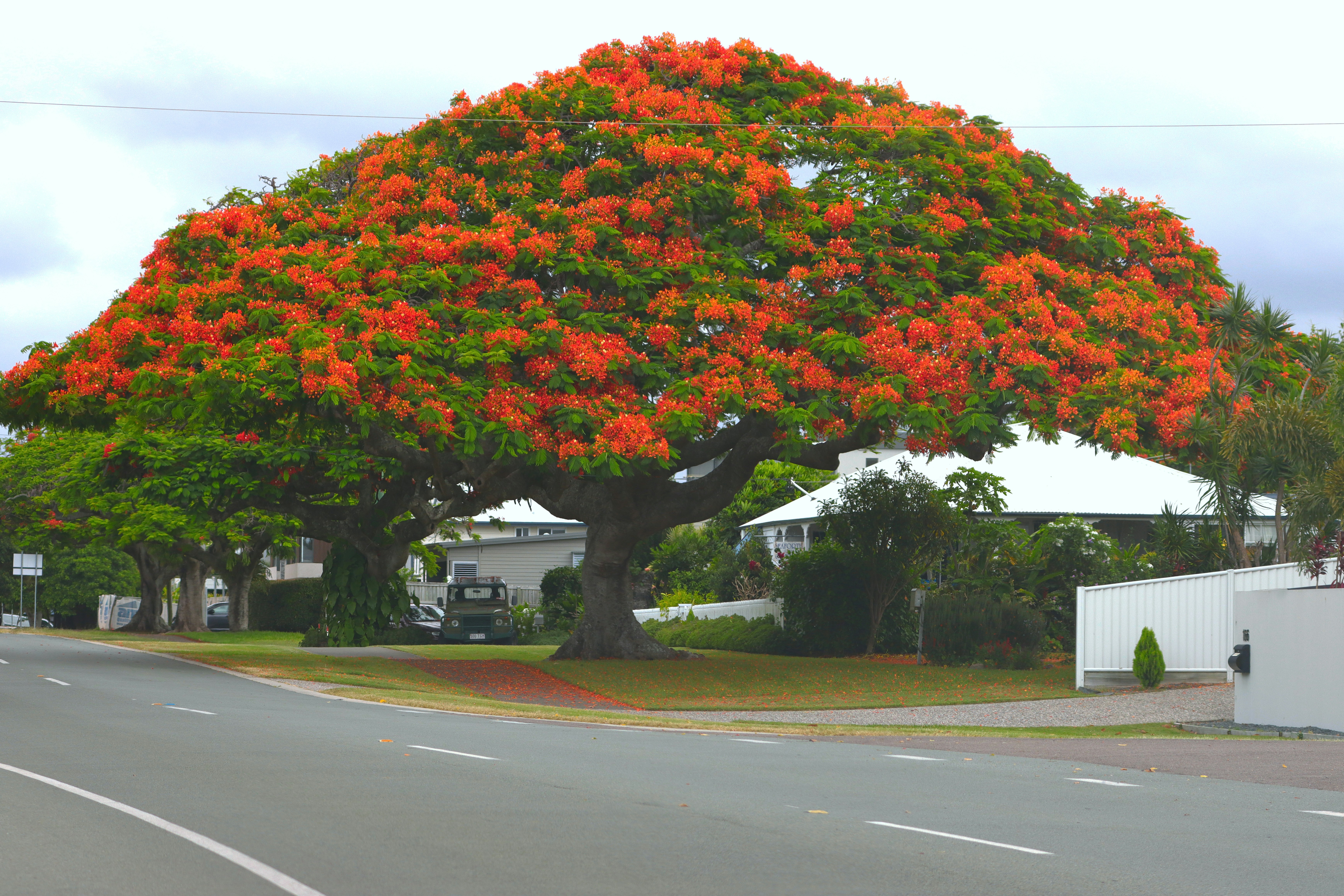 Un gran árbol con flores de color naranja brillante en medio de una calle  foto – Imagen de Bosque gratuita en Unsplash, image size:3000x2000