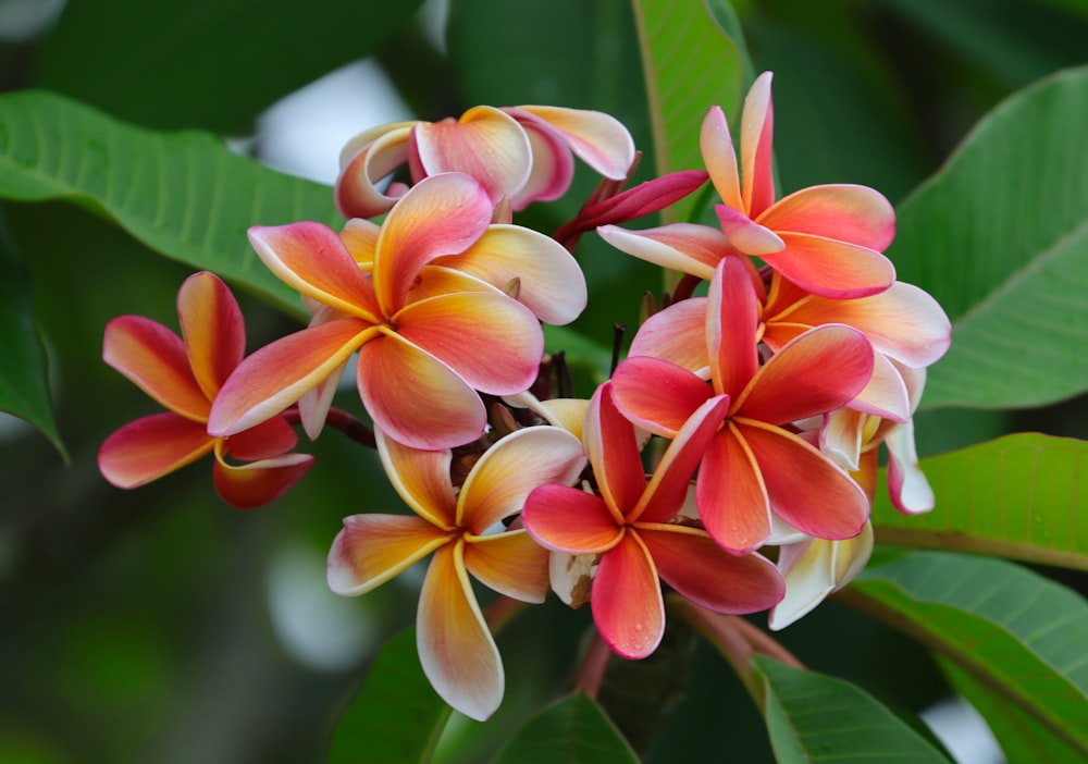 a bunch of flowers that are on a tree