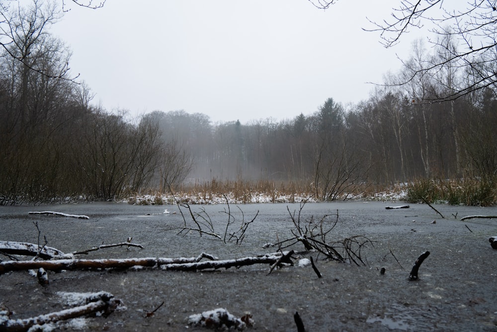 a frozen pond surrounded by trees in a forest
