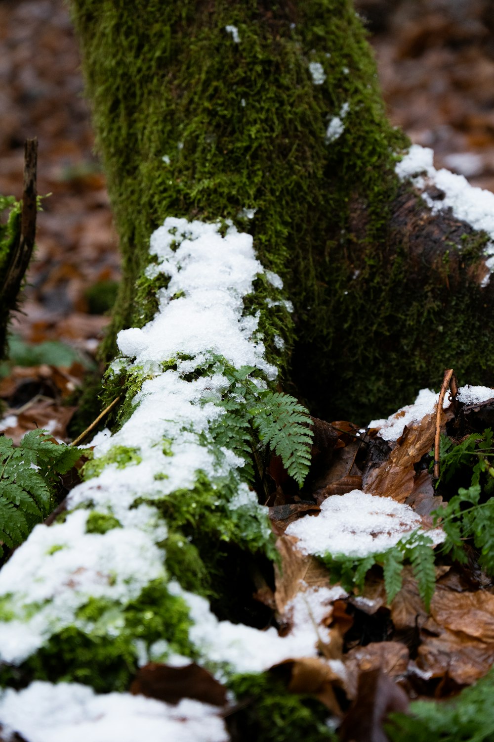 a moss covered tree trunk in the woods