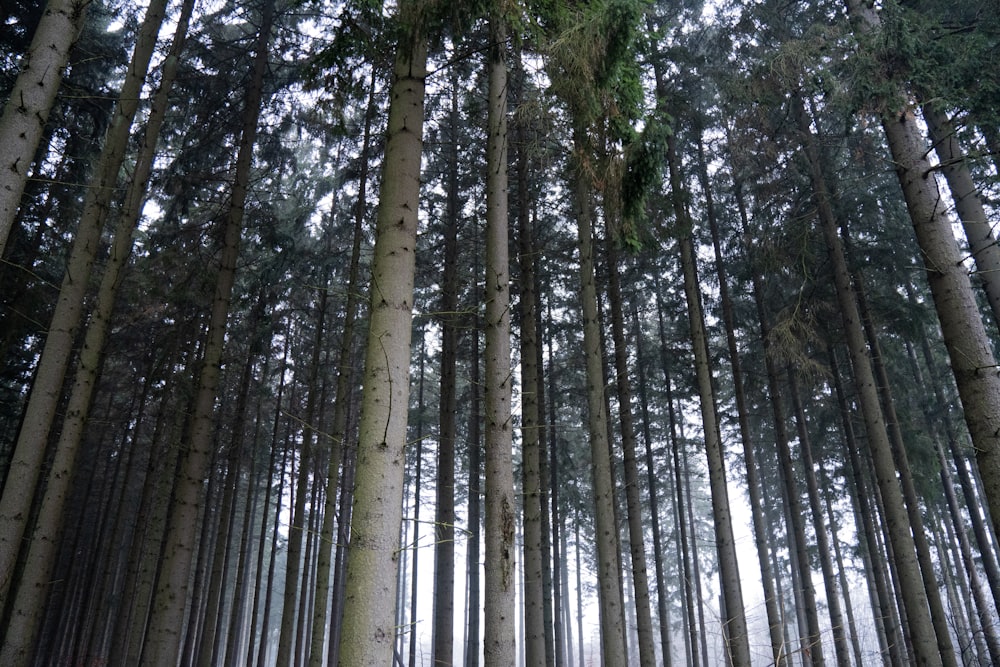 a forest filled with lots of tall trees