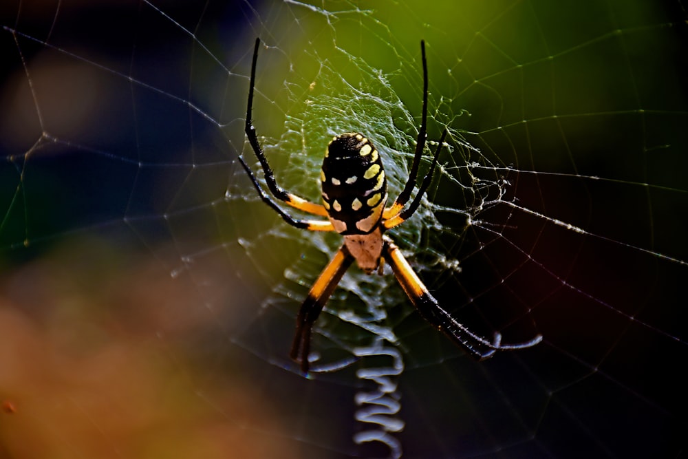 a close up of a spider on its web