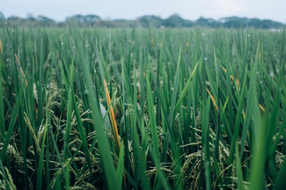 a field of green grass with trees in the background