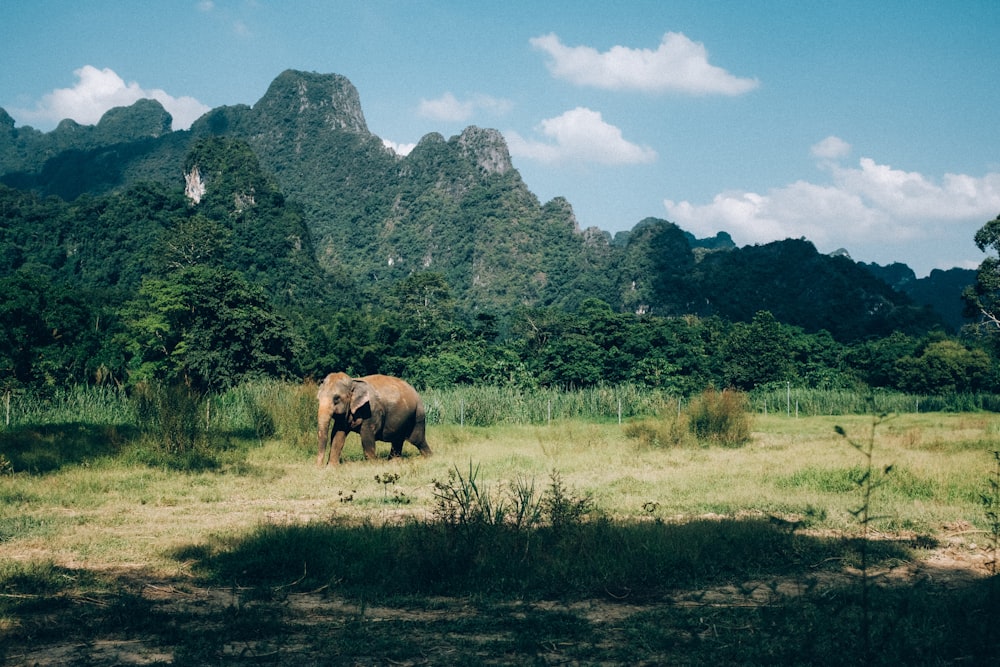 um elefante em pé em um campo com montanhas no fundo