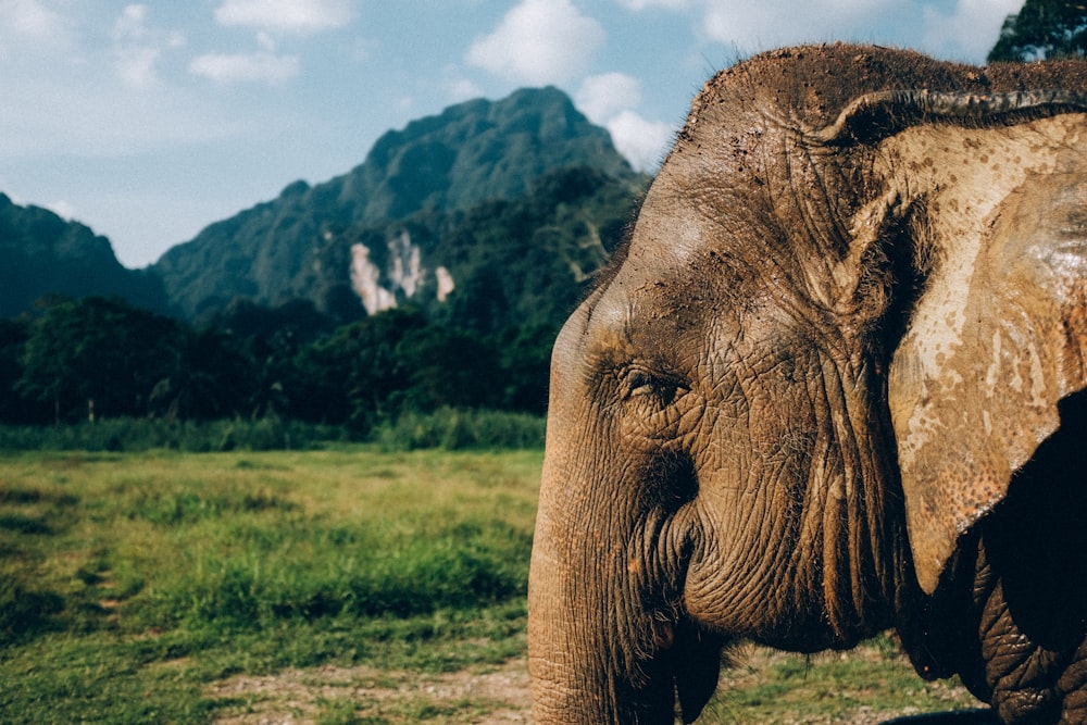 an elephant standing in a field with mountains in the background