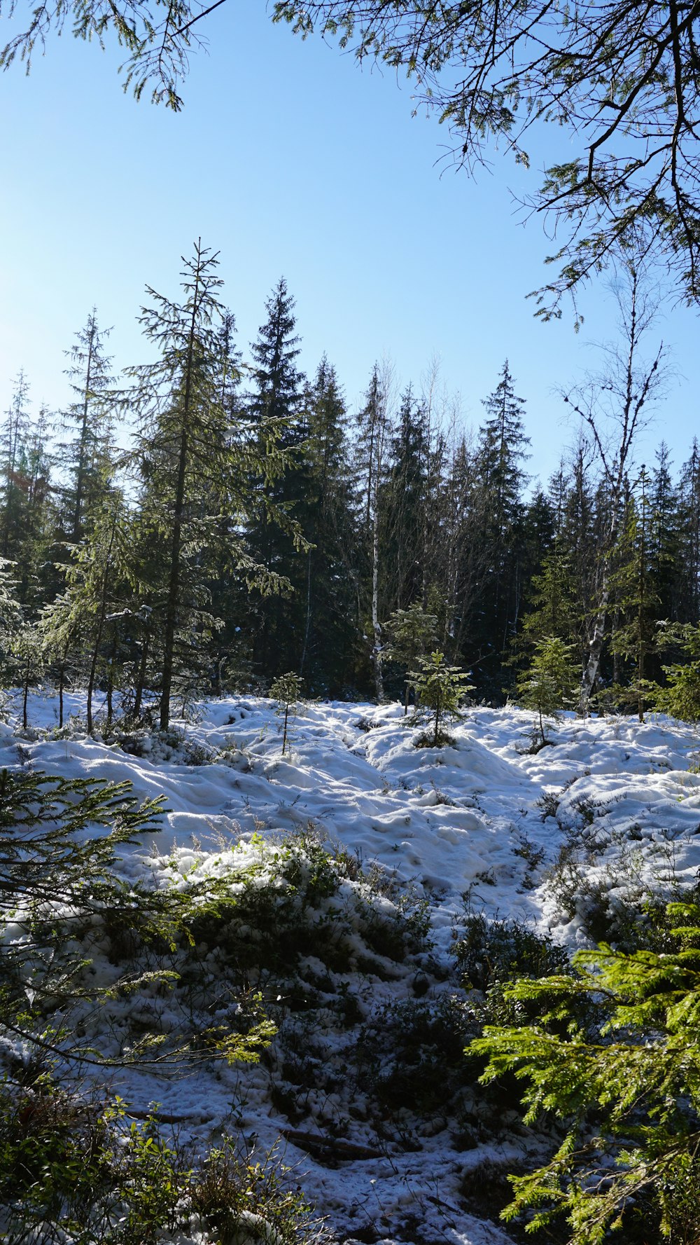 a snow covered field with trees in the background