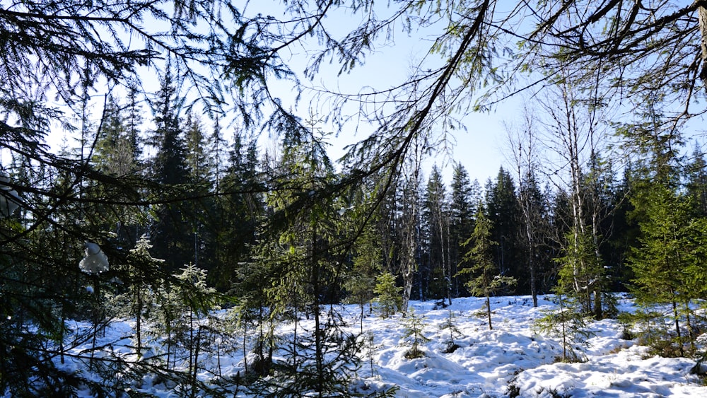 a snow covered field with trees in the background