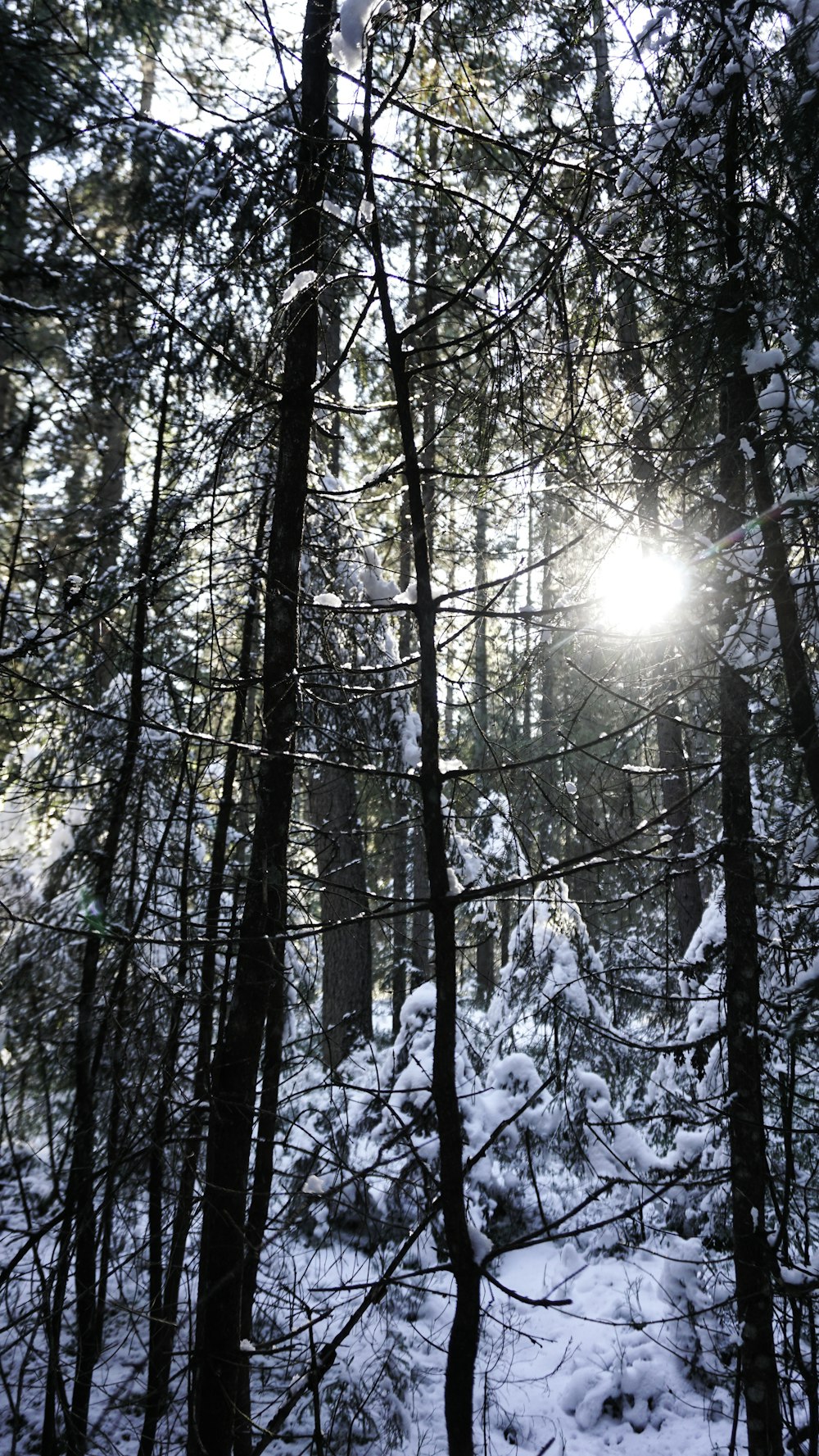 the sun shines through the trees in a snowy forest