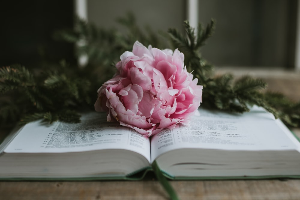 a pink flower sitting on top of an open book