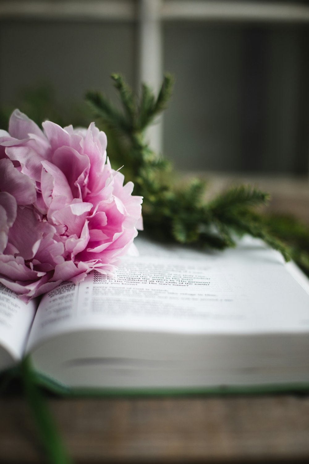 a pink flower sitting on top of an open book