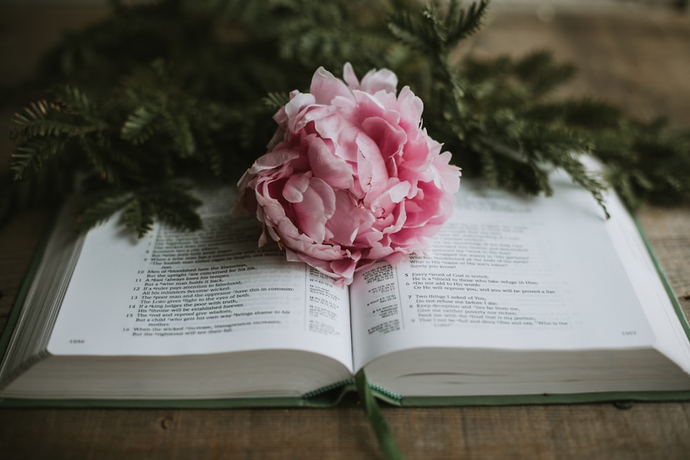 a pink flower sitting on top of an open book