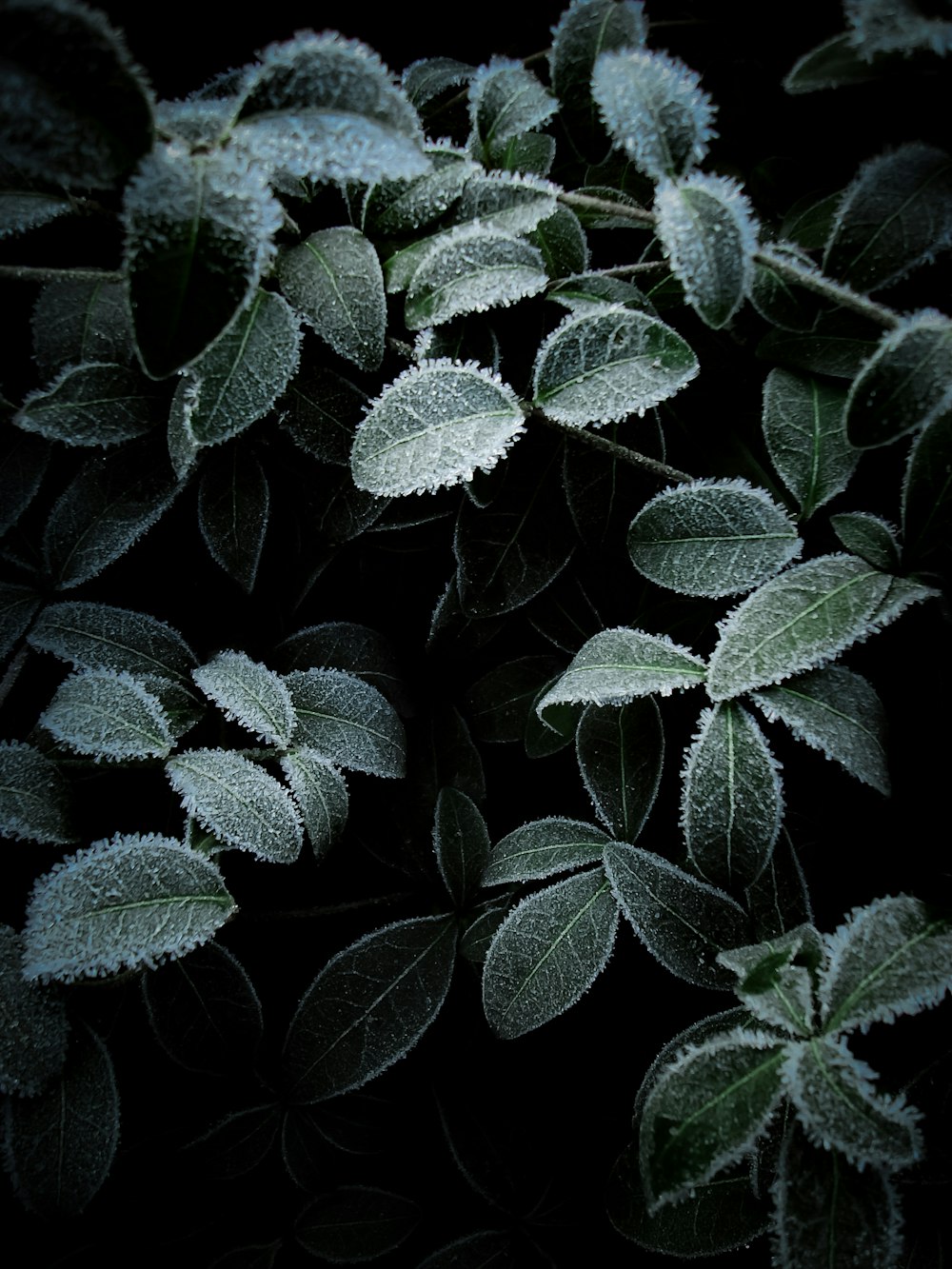 a close up of a plant with frost on it