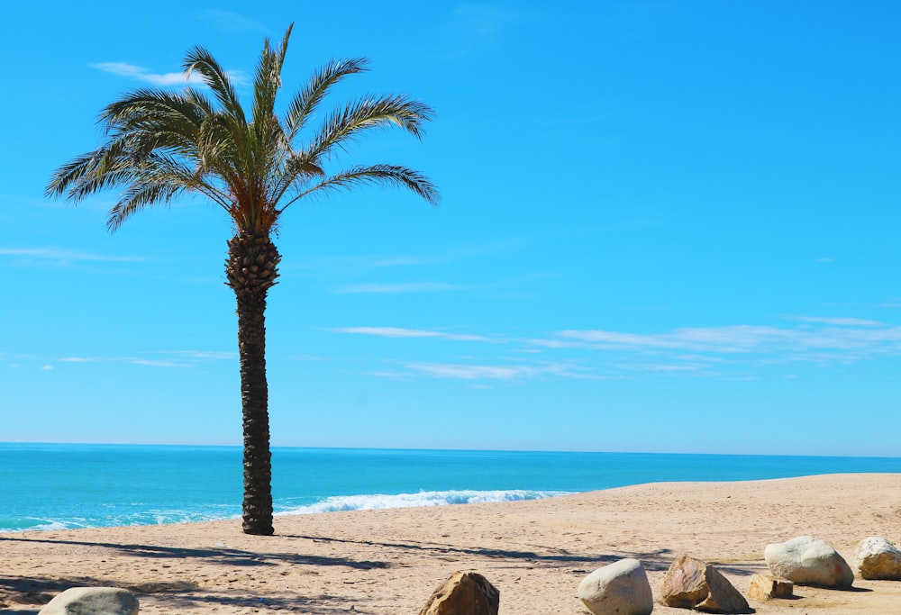 a palm tree on a sandy beach near the ocean