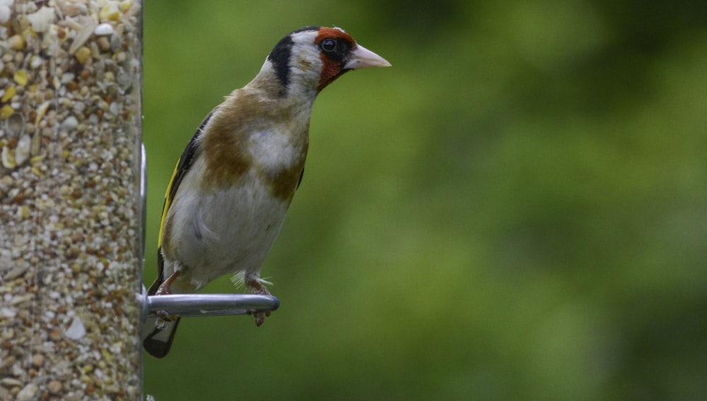 a bird is perched on a bird feeder