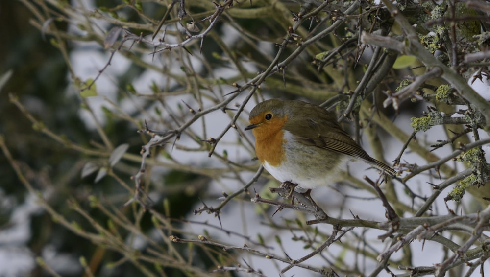 a small bird perched on top of a tree branch