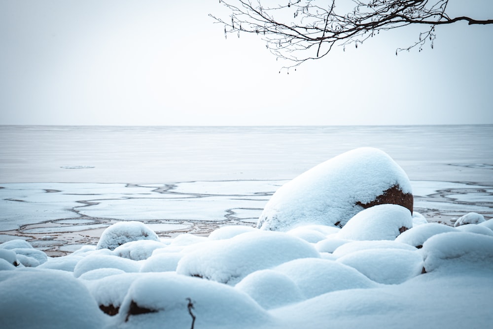 a tree branch sticking out of the snow covered ground