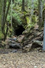 A detailed hand-drawn map showing a mysterious forest and a hidden cave entrance.
