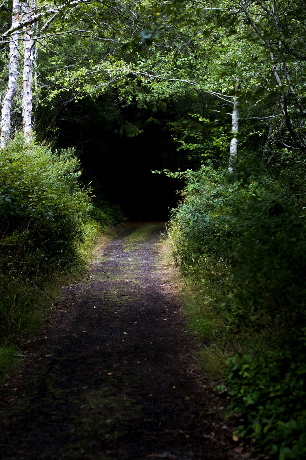 a path in the middle of a wooded area