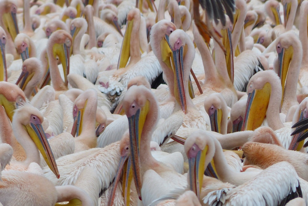 a large group of pelicans with long beaks