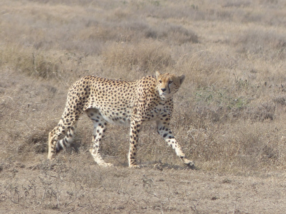 a cheetah walking across a dry grass covered field