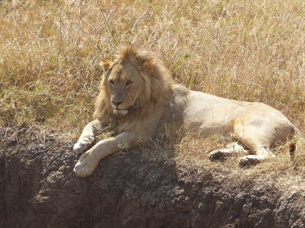 a lion laying down in a field of grass