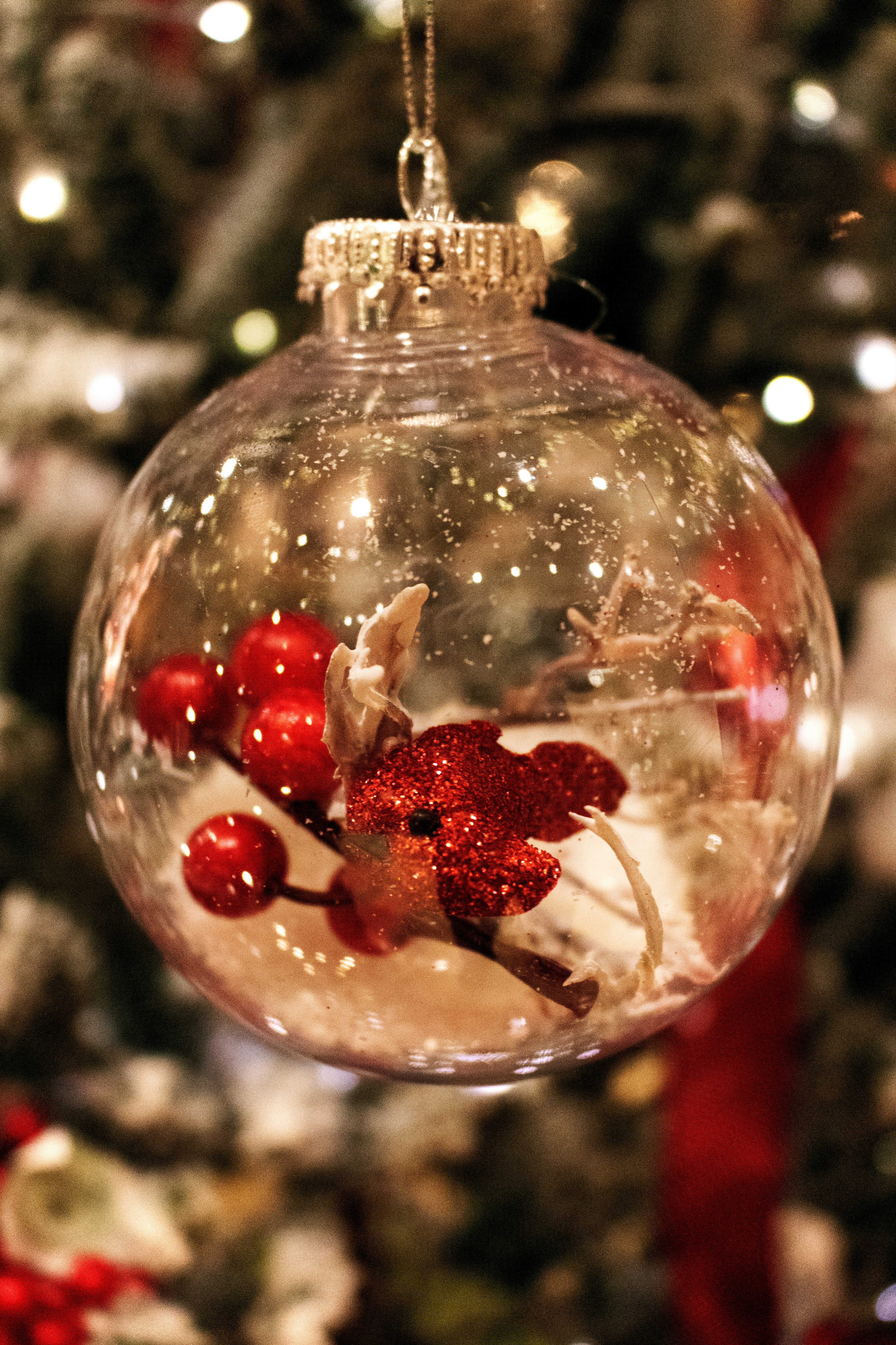 Unsplashで見つけるノースカロライナ樹木園の無料写真