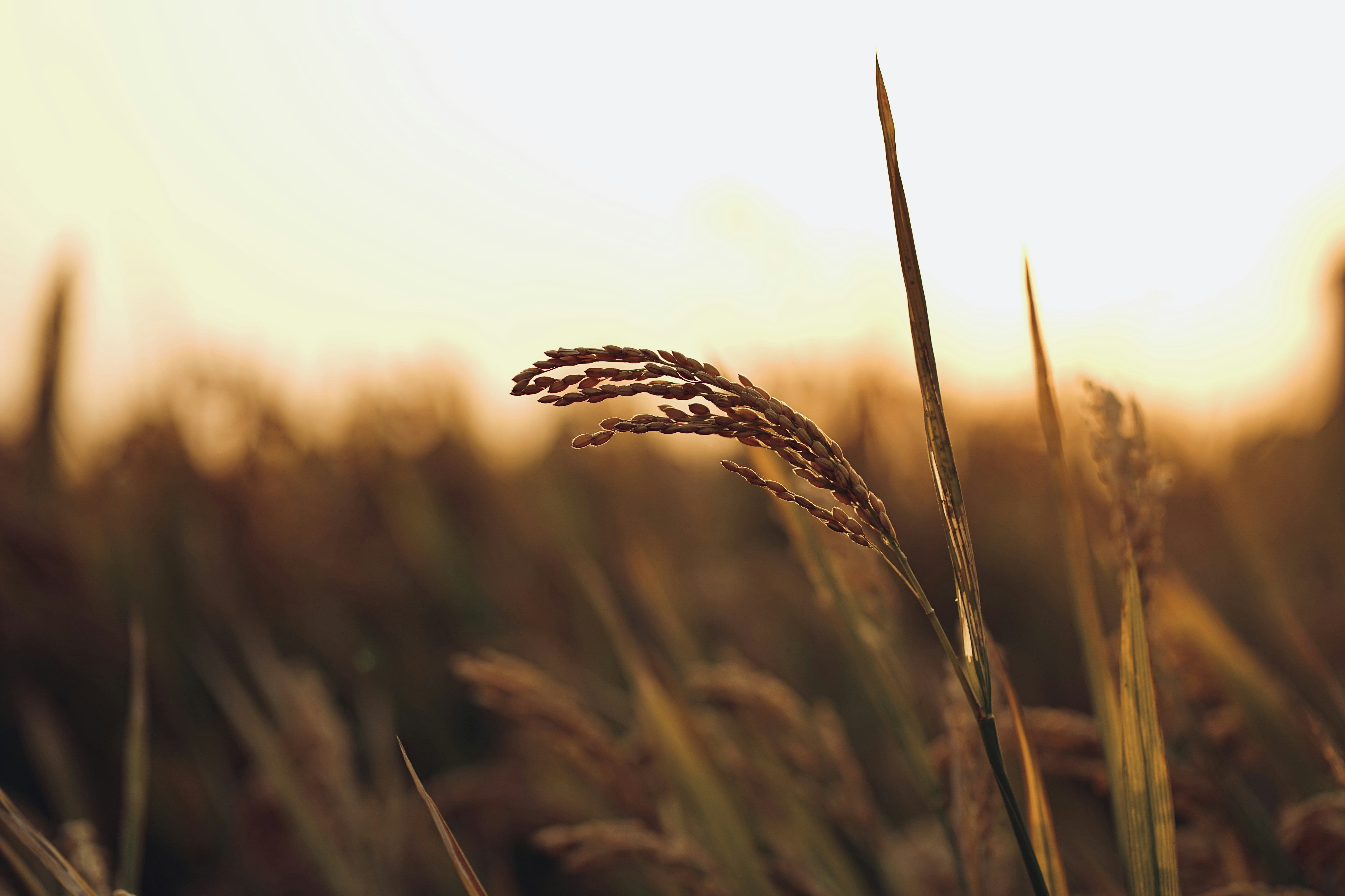 Photo by orange_uncle