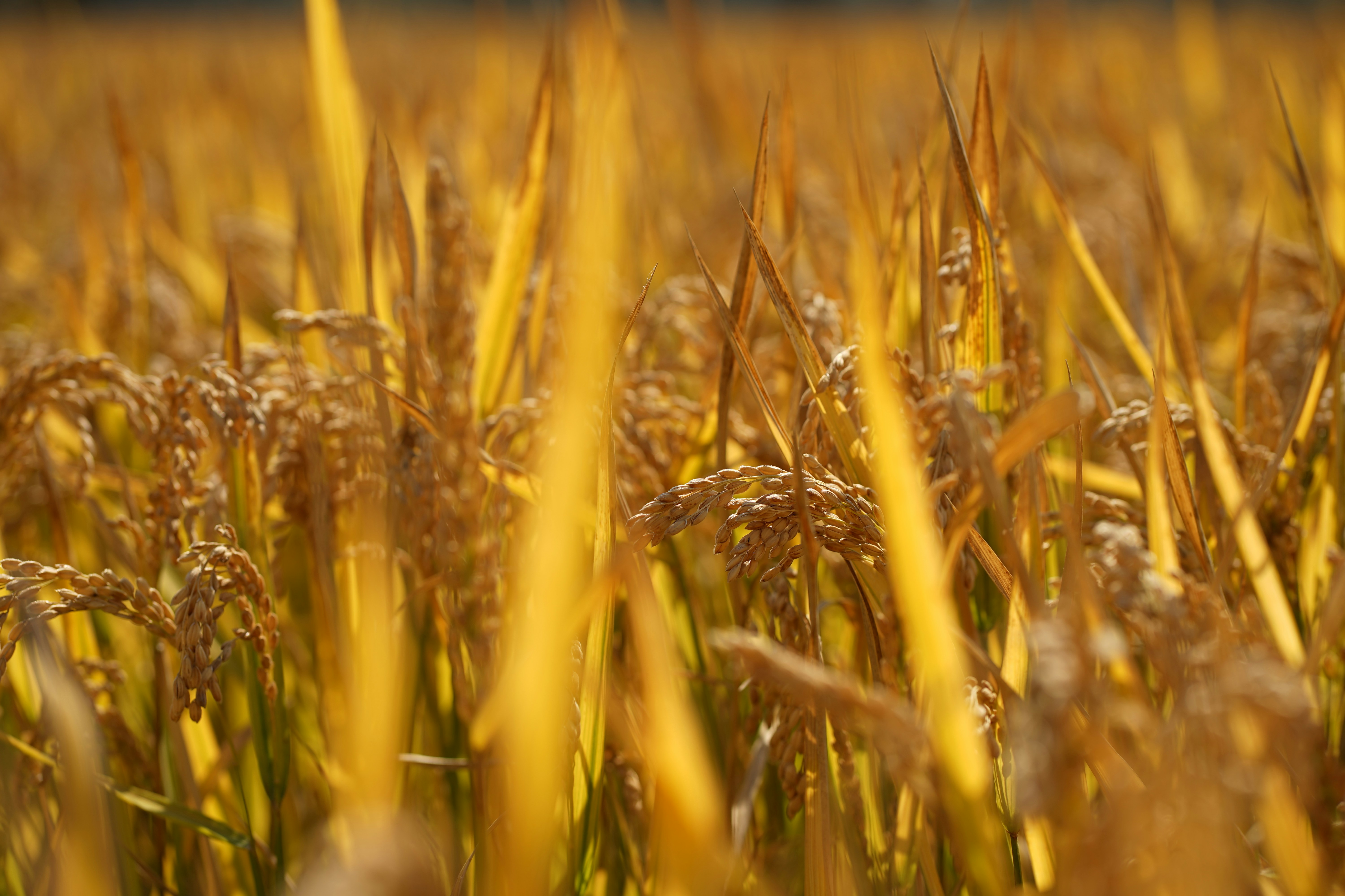 Photo by orange_uncle